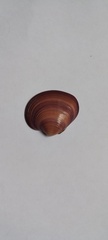Eucallista purpurata