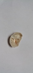 Bostrycapulus odites