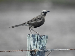 Cincloramphus cruralis