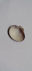 Eucallista purpurata