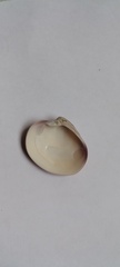 Eucallista purpurata