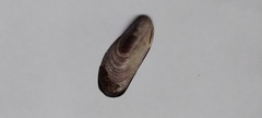 Brachidontes rodriguezii
