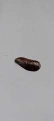 Brachidontes rodriguezii
