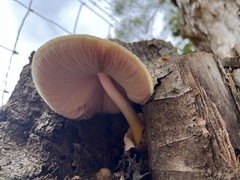 Volvariella bombycina flaviceps
