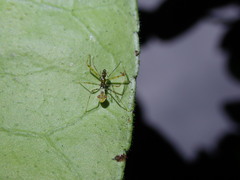 Epidaus sexspinus