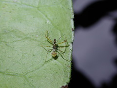 Epidaus sexspinus