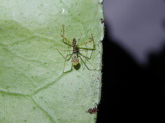 Epidaus sexspinus
