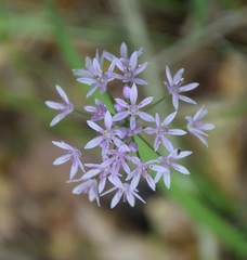 Allium drummondii