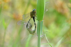 Orthetrum serapia