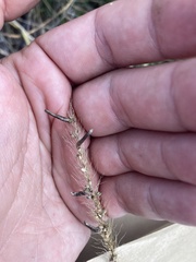 Setaria macrostachya