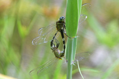 Orthetrum serapia