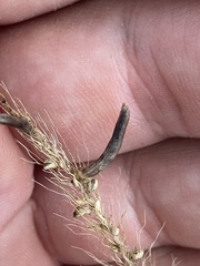 Setaria macrostachya