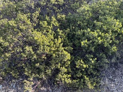 Arctostaphylos montana