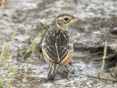 Mirafra javanica