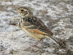 Mirafra javanica
