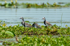 Vanellus crassirostris