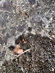 Hippodamia convergens