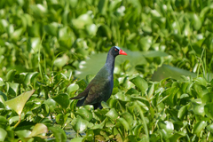 Porphyrio alleni