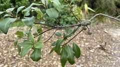 Pittosporum colensoi