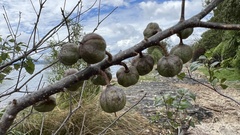 Pittosporum colensoi