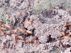 Termitidae