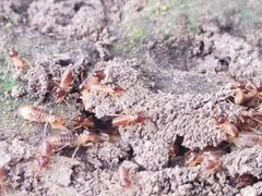 Termitidae