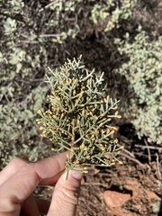 Cupressus arizonica