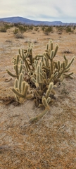 Cylindropuntia ganderi