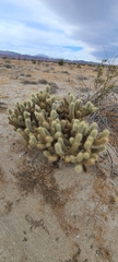 Cylindropuntia ganderi