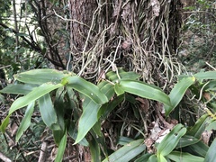 Peristeranthus hillii