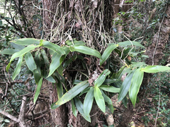 Peristeranthus hillii