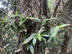 Peristeranthus hillii