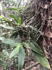 Peristeranthus hillii