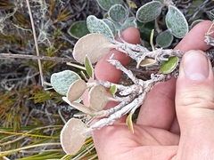 Brachyglottis bidwillii