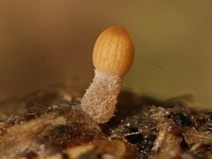 Parasola cuniculorum