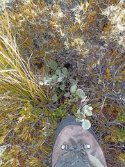 Brachyglottis bidwillii