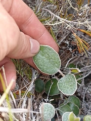 Brachyglottis bidwillii