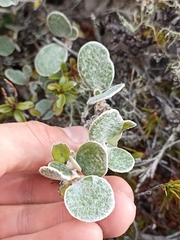 Brachyglottis bidwillii