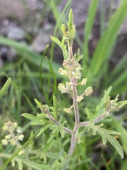 Lepidium lasiocarpum