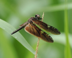 Rhyothemis obsolescens