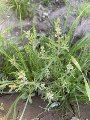 Lepidium lasiocarpum