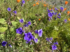 Phacelia minor