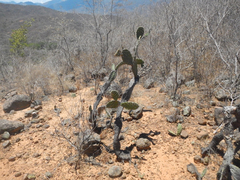 Cactaceae