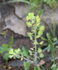 Lepidium lasiocarpum