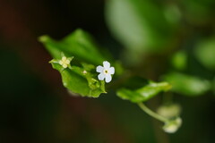 Hackelia latifolia