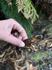 Euastacus neodiversus