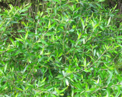 Olea europaea cuspidata