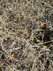 Psorothamnus polydenius