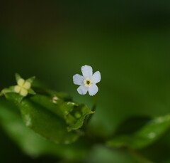 Hackelia latifolia