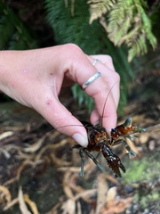Euastacus neodiversus